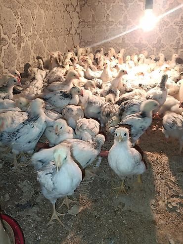 ordək balası və cucə: Toyuq cücələri, Ətlik — 10