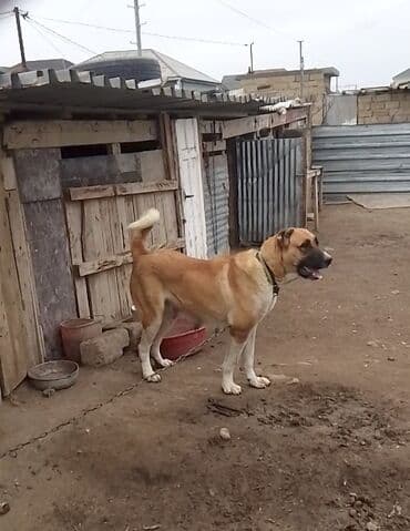 Kanqal, 3 il, Dişi, Peyvəndli, Ünvandan götürmə lalafo.az -da Kanqal, 3 il, Dişi, Peyvəndli, Ünvandan götürmə