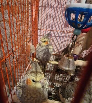 Gəmiricilər: Məhsul: Nimfa tutuquşusu (Cockatiel) Təsvir: - Növ: Nimfa (Nymphicus — 4