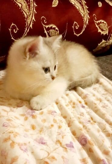 azerbaycanca pişik adlari: Britan, Erkək, Dişi, Yaxşı əllərə, Ünvandan götürmə — 6