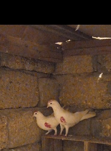 qəfəs quş: Salam hazir cutuduler erkey 12 tukdu maya14 tukdu ucuşlarda var — 3