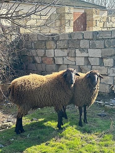 Quzu: Məhsul: Qoyunlar - Növ: yerli cins, uzun yunlu, qəhvəyi/boz çalarlı — 1