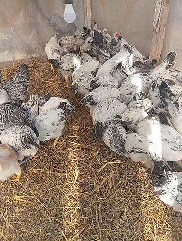 tap az heyvanlar: 10.m satılır — 1