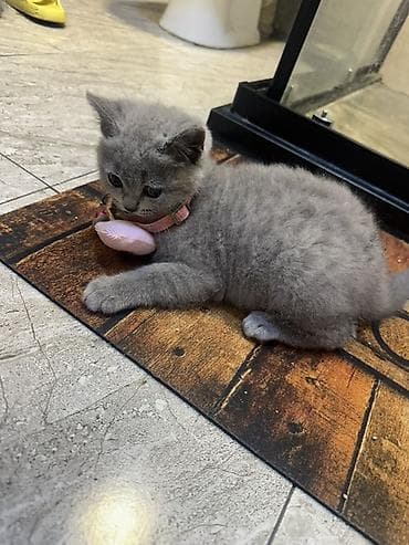 mingəcevir pişik: Britan, Pulsuz çatdırılma — 1