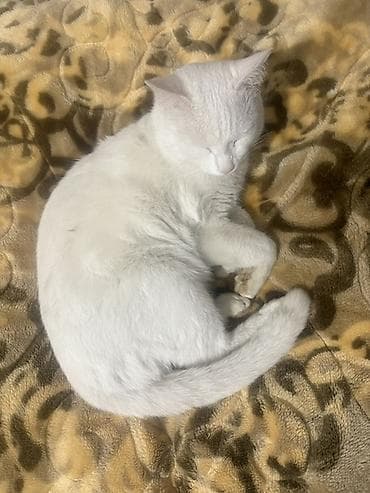 Erkək, Yaxşı əllərə, Ünvandan götürmə lalafo.az -da Erkək, Yaxşı əllərə, Ünvandan götürmə