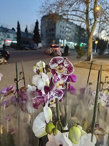 dekorativ işıq: - Rənglər: ağ, açıq bənövşəyi, çəhrayı və tünd bənövşəyi tonlar - Hər — 6