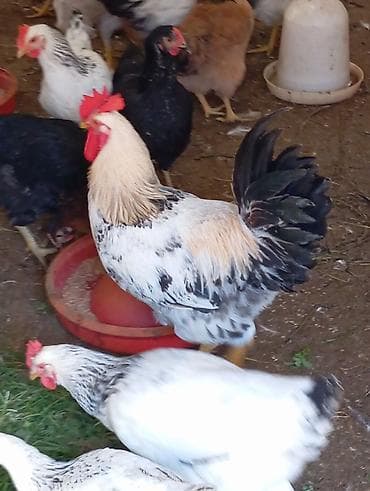 cins toyuq: Mix cins kənd toyuqları və xoruzları - Rəng çeşidi: ağ-qara naxışlı — 2