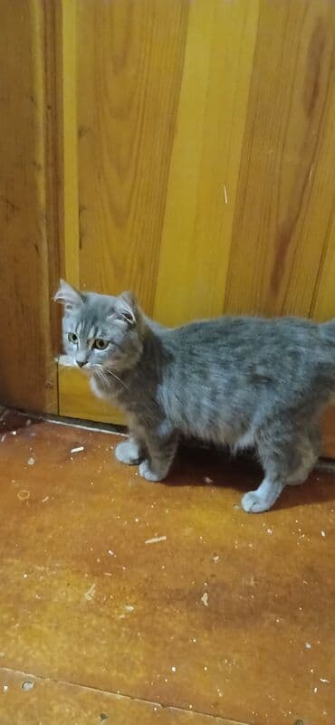 cins pişik: Yaxşı əllərə — 3