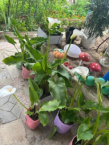 Açıq-ağ çiçəkləri və iri, parlaq-yaşıl yarpaqları ilə Zantedeschia