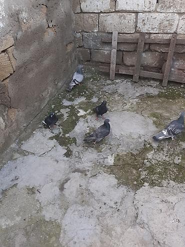 itlerin satisi 2017: Balada var erkeyde var mayada var usd usde goturen olsa 10 azn unvan — 3