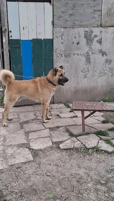 pikines itler: 11 ay, Erkek, Ünvandan götürmə, Ödənişli çatdırılma — 2