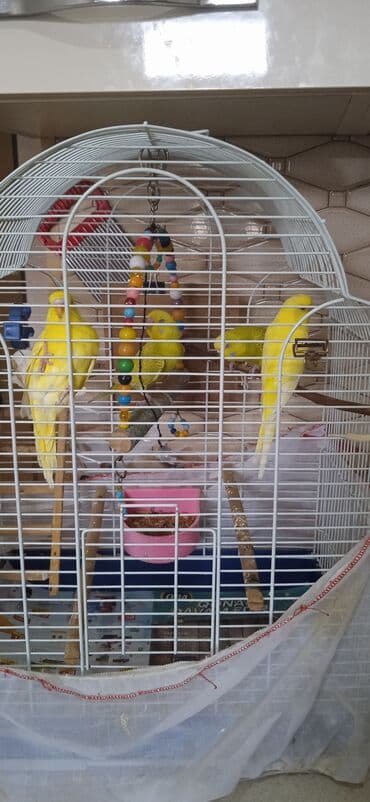 oskar balığı: Popuqay quşlari qəfəslə bir erdə satılır( bir anadır uç bala, qəfəs — 3
