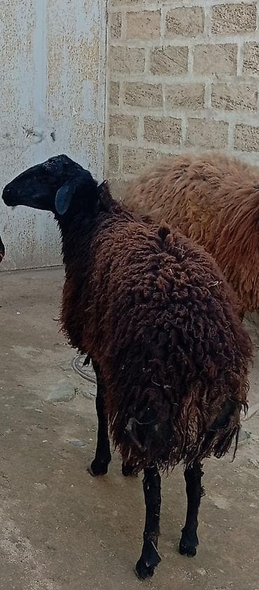 qoyun barter: Salam ünvan Bakıin maştağa kendi obşi 3 baş əsil damazliq üçün qoçlar — 5