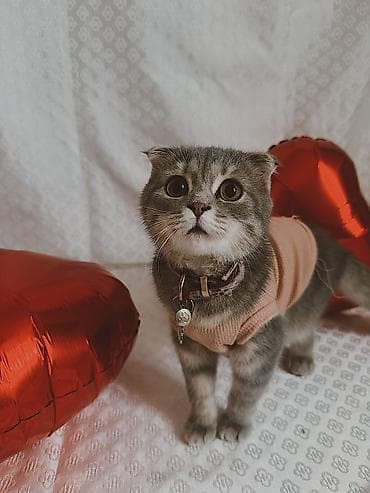 Blue winwila cins piwikdi 6 ayliq diwidir. adi Belladir. peyvendi qurt