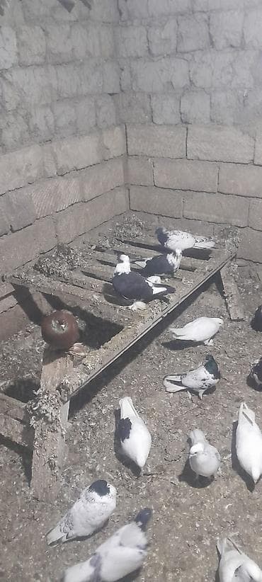 Собаки: Məhsul: 50ədedi Ev göyərçinləri (bir neçə cins və rəng) Təsvir: - — 3