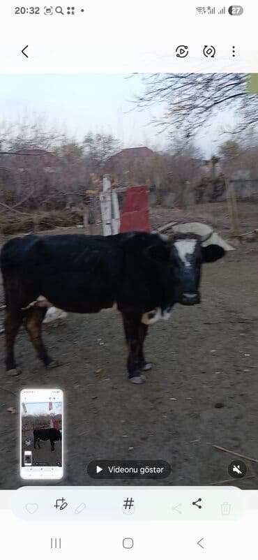 Salam ikinci qarın doğacağ 9 ayı 29 tamam olacaq ünvarn şəmkir zəyəm