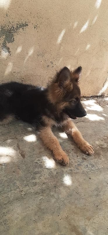 xasqi itler: Alman çoban iti, 3 ay, Dişi, Peyvəndli, Ünvandan götürmə — 5