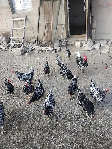 Heyvanlar üçün mallar: Toyuq, Damazlıq, Ödənişli çatdırılma — 7