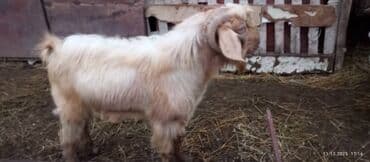 cuceye verilen adlar: Keçi və çəpişlər — 6