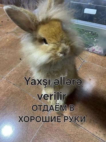 heyvan derisi: ŞİR BAŞLI BÖYÜMÜYƏN EV DOVŞANI VERİLİR YAXŞI BAXAN OLSUN İSTİYƏN — 1