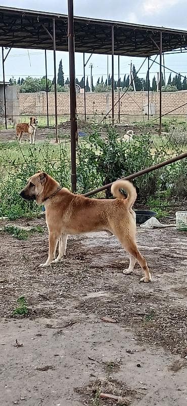 koker spaniel satilir: Qurdbasar, 2 il, Erkek, Peyvəndli, Rayonlara çatdırılma — 6