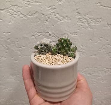 süd qazanı: Otaq bitkisi 1 ədədi 12azn

Ünvan Günəşli

Çatdırılma Metro Sos 2azn — 2