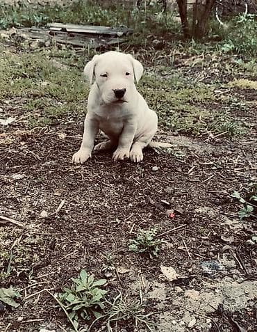 qarğa balası: Doq, 1 ay, Erkek, Peyvəndli, Ödənişli çatdırılma, Ünvandan götürmə — 5