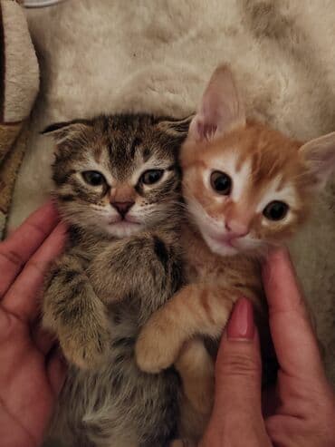 pişik cütleşdirmek: Tabbi — 2