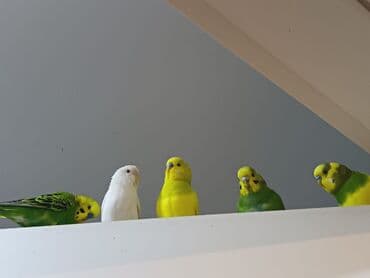 кольчатый попугай цена: 1 ədəd - 20 manat Sevgi və qayğı göstərə biləcək insanlara dalğalı — 1