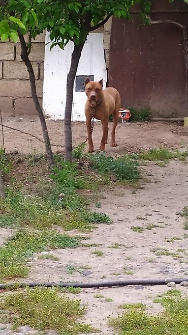 it alanlar: Pitbul, 2 il, Erkek, Ünvandan götürmə — 2