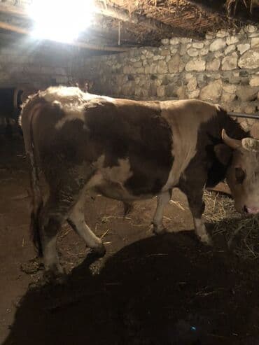 Qoruyucu plyonka və şüşələr: Satlıq iri buynuzlu heyvan – erkək mal (öküz). Xüsusiyyətlər: - Növ — 2