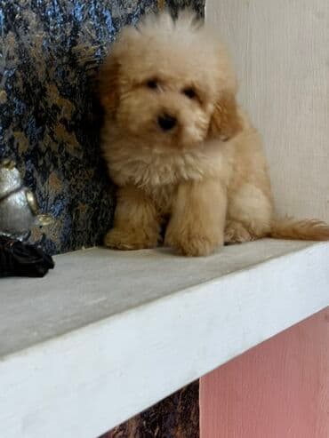 пудель в добрые руки: Пудель, 3 месяца, Самец, С родословной, Бесплатная доставка — 2