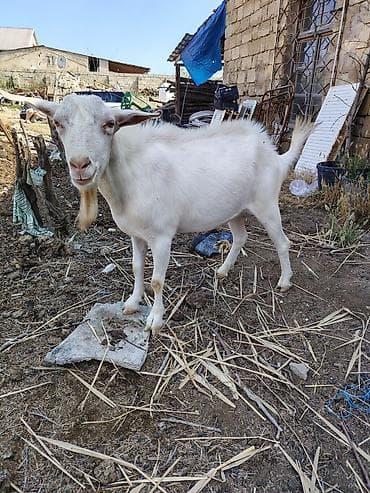 Keçilər, çəpişlər: Dişi, Zanen, il: 1, Ətlik — 2