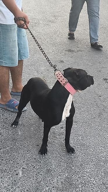 meydan itləri: Pitbul, Peyvəndli — 1