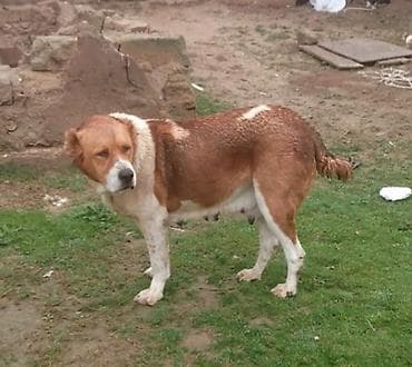 ıtler: Erkek, Peyvəndli — 1