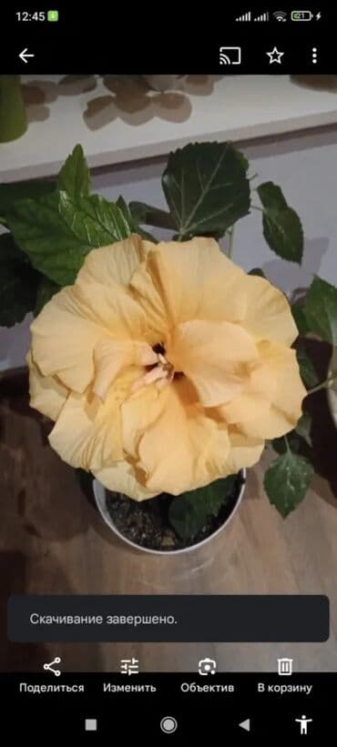 gül şəkilləri profil üçün: Китайская роза(гибискус).5м — 1