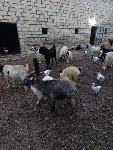 kreditle heyvan satisi: Erkək, Hələb, il: 1, 47 kq, Damazlıq, Ödənişli çatdırılma — 7