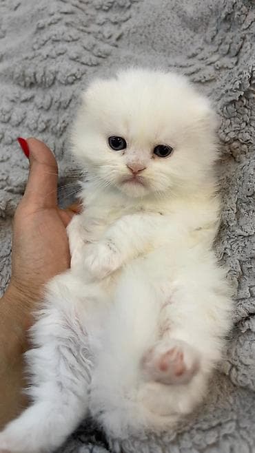 тап аз кошки: Шотландская длинношерстная — 6