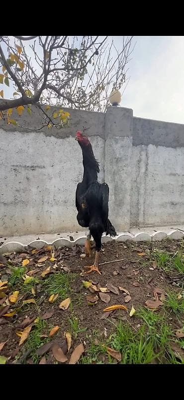 toyuq cinsləri: Məhsul: Uzunboyun döyüş tipli toyuq cütü (xoruz + toyuq) Təsvir: - — 4
