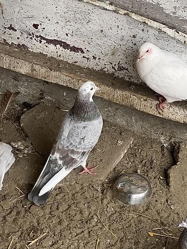 göyərçin yuvasi: Salam qimet baxs meksedı ıle qoylub 20 m satlır erkeydır 4’5 qusla — 3