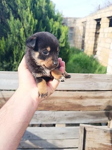 bala itlerin satisi: Ünvandan götürmə — 10