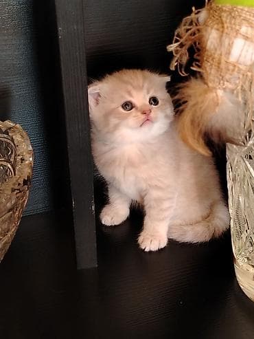 piwik sekilleri: Şotland — 7