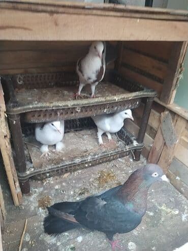 bülbül quşunun satışı: Papşdı satılıb qalanı 15 manat 2 dənəsi — 1