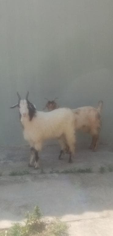 Salam saglam arpa yonca yeyen heyvanlardı real alıcılar zeng vursun