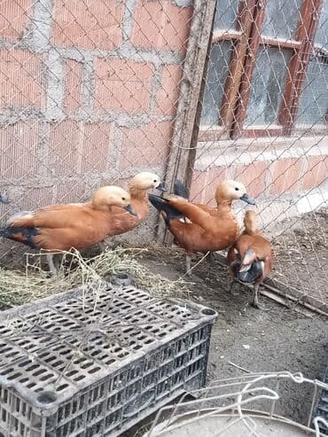 qara avstrolop: Ruddy Shelduck (qızılağ dərisi) ördəkləri – dekorativ və faydalı — 4
