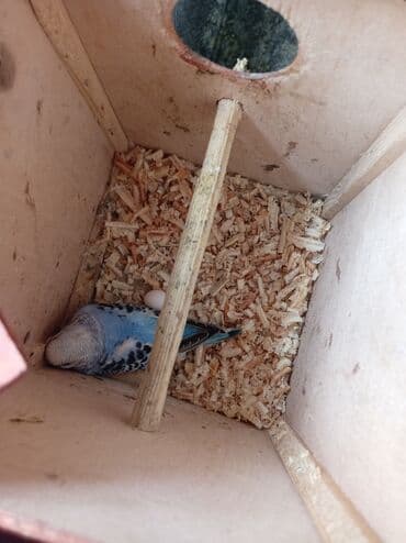 xaski itleri qiymeti: Tutuquşları — 5