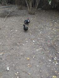 рынок животных в баку: Qiyməti razılaşma yolu ilə — 5