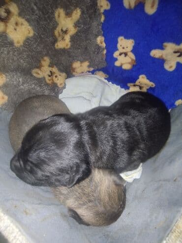 it adlari qiz: Pitbul — 1