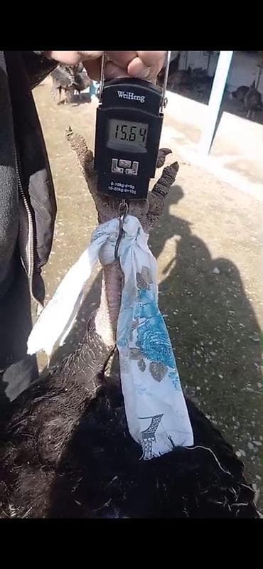 keçi satılır: Temiz qan amerkan bronz hinduşka balalari satilir orginalliğina — 2