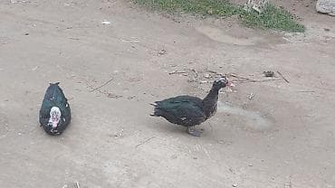 Gəmiricilər: Lal ördekler — 3